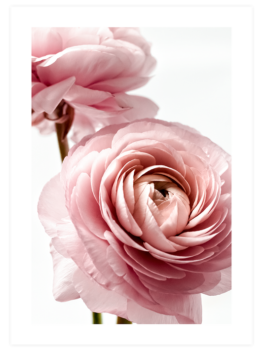 Parfum De Rose Poster - Giclée Baskı