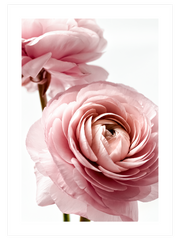 Parfum De Rose Poster - Giclée Baskı