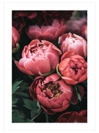 Pembe Buket - Art Print