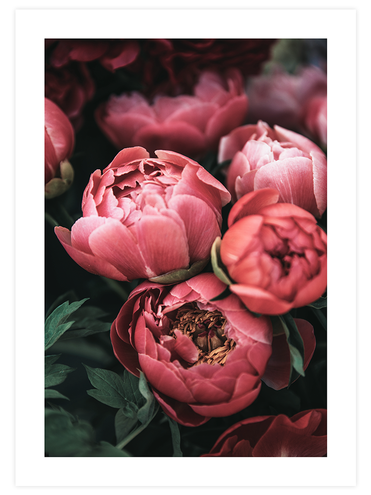 Pembe Buket - Art Print