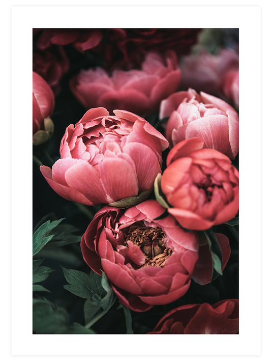 Pembe Buket - Art Print