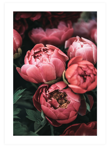 Pembe Buket - Art Print
