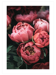 Pembe Buket - Fine Art Poster