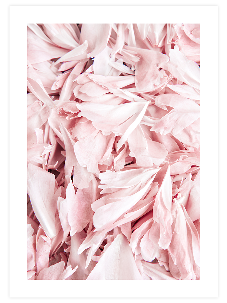 Pembe Çiçek Yaprakları - Art Print