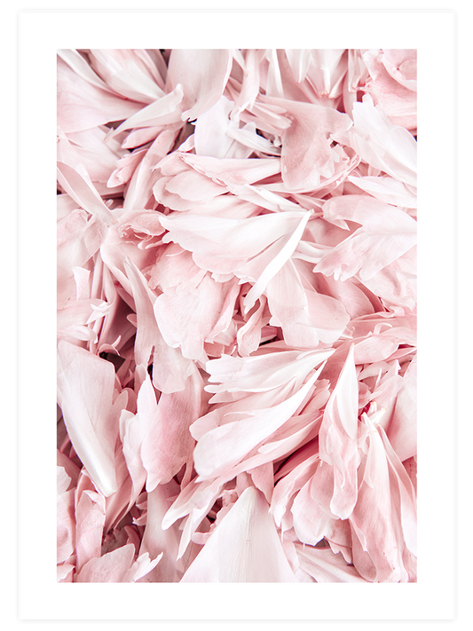 Pembe Çiçek Yaprakları - Art Print