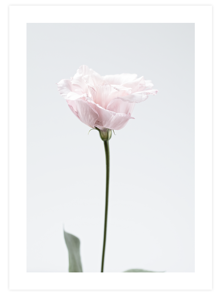 Pembe Çiçek - Art Print