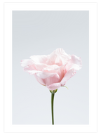 Pembe Çiçek N2 - Art Print