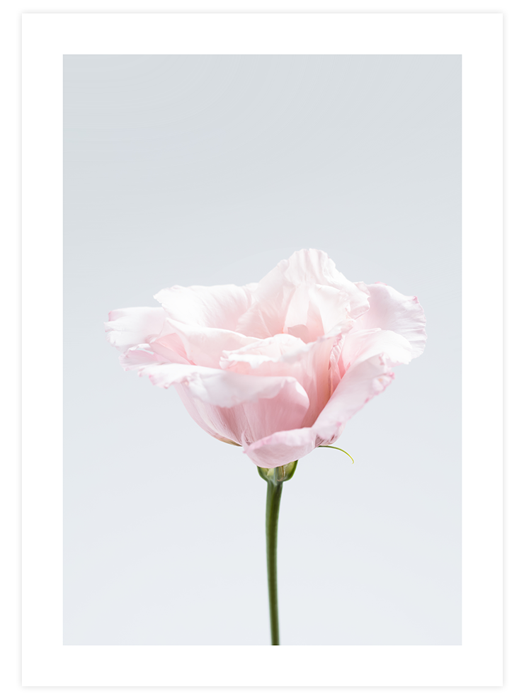 Pembe Çiçek N2 - Art Print Fotoğraflar Poster