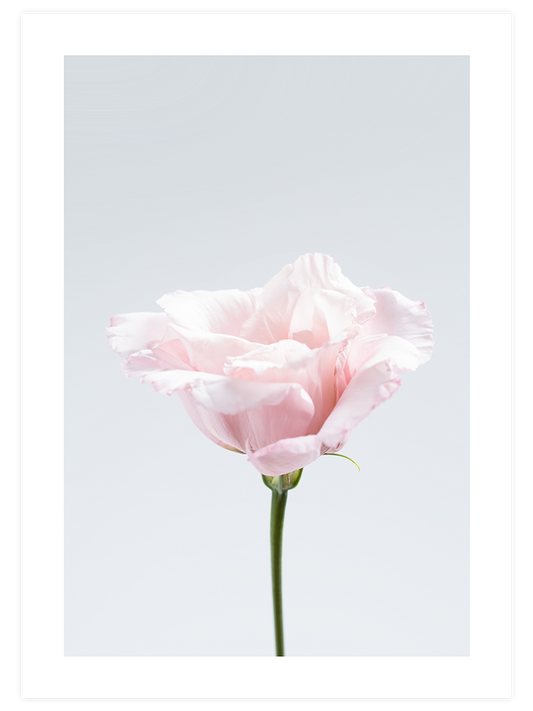 Pembe Çiçek N2 - Art Print