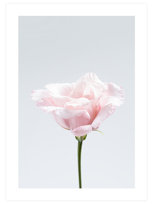 Pembe Çiçek N2 Poster - Giclée Baskı