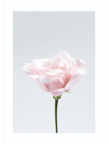 Pembe Çiçek N2 - Art Print
