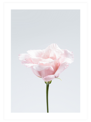 Pembe Çiçek N2 - Art Print