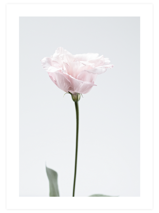 Pembe Çiçek - Art Print