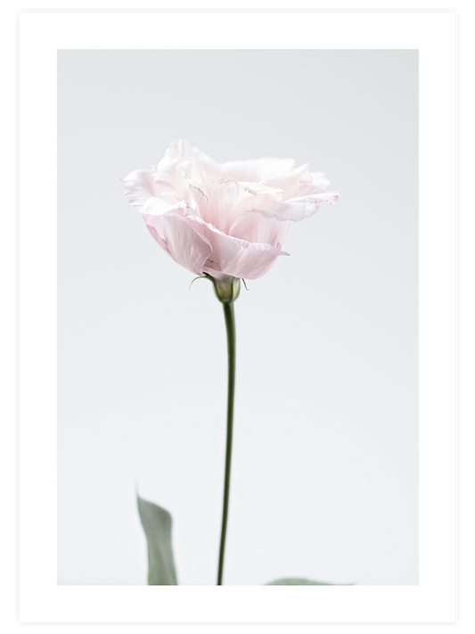 Pembe Çiçek Poster - Giclée Baskı