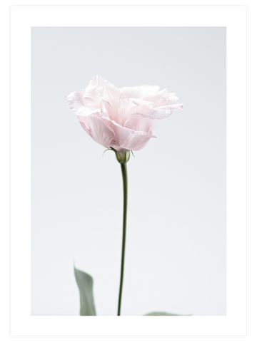 Pembe Çiçek - Art Print