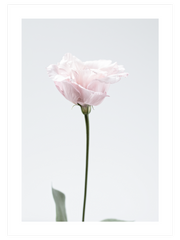 Pembe Çiçek - Fine Art Poster