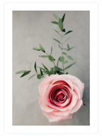 Pembe Gül - Art Print