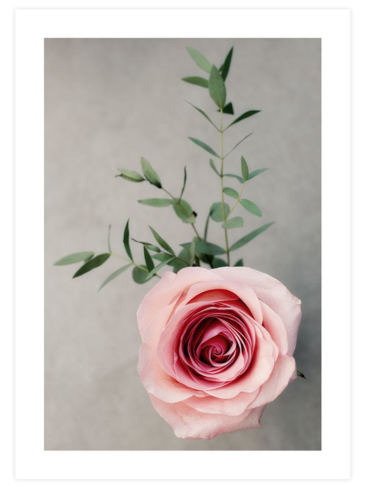 Pembe Gül - Art Print