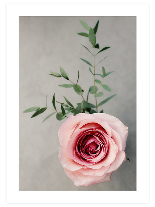 Pembe Gül - Art Print