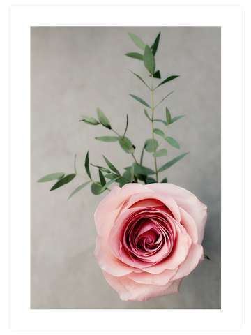Pembe Gül - Art Print