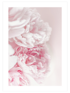 Pembe Şakayik Çiçeği - Art Print