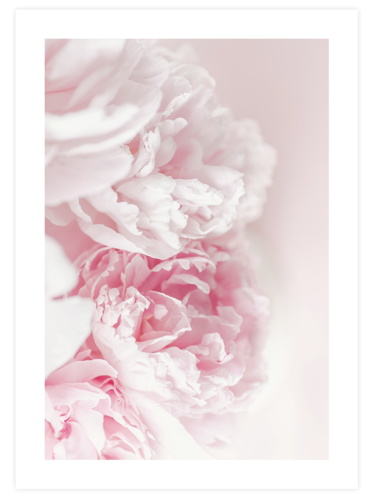 Pembe Şakayik Çiçeği - Art Print