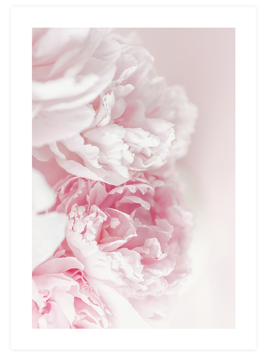 Pembe Şakayik Çiçeği - Art Print