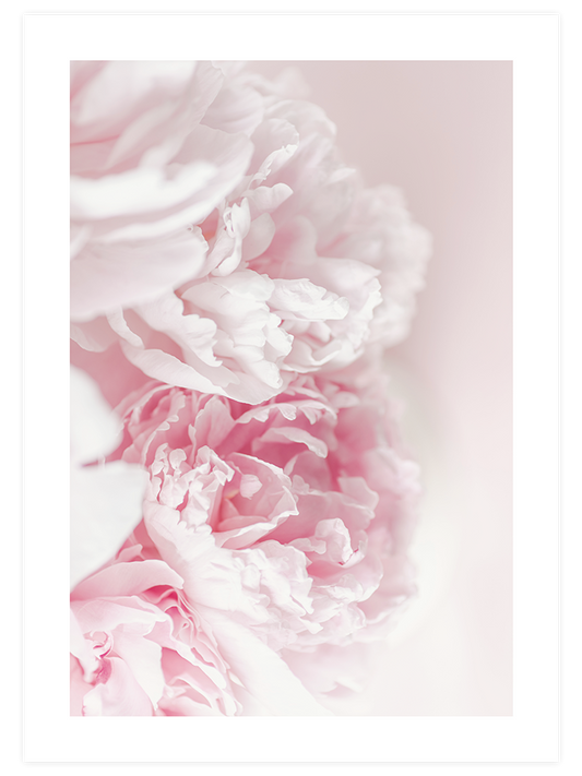 Pembe Şakayik Çiçeği Poster - Giclée Baskı