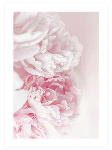 Pembe Şakayik Çiçeği - Art Print