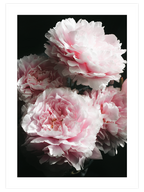 Pembe Şakayık - Art Print