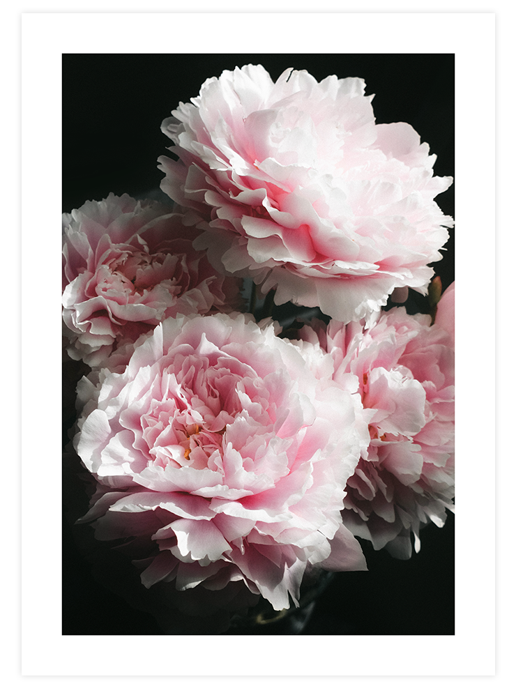 Pembe Şakayık - Art Print Fotoğraflar Poster