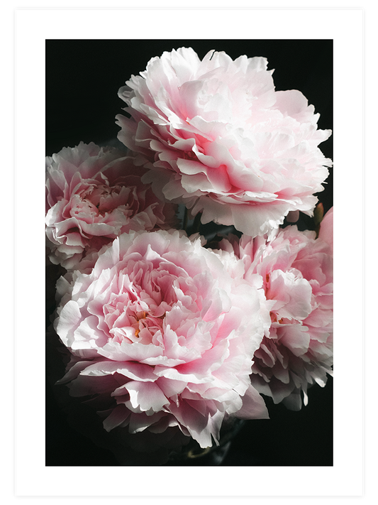 Pembe Şakayık - Art Print