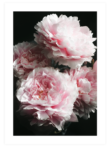 Pembe Şakayık - Art Print