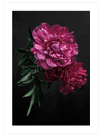 Peony Çiçeği - Art Print