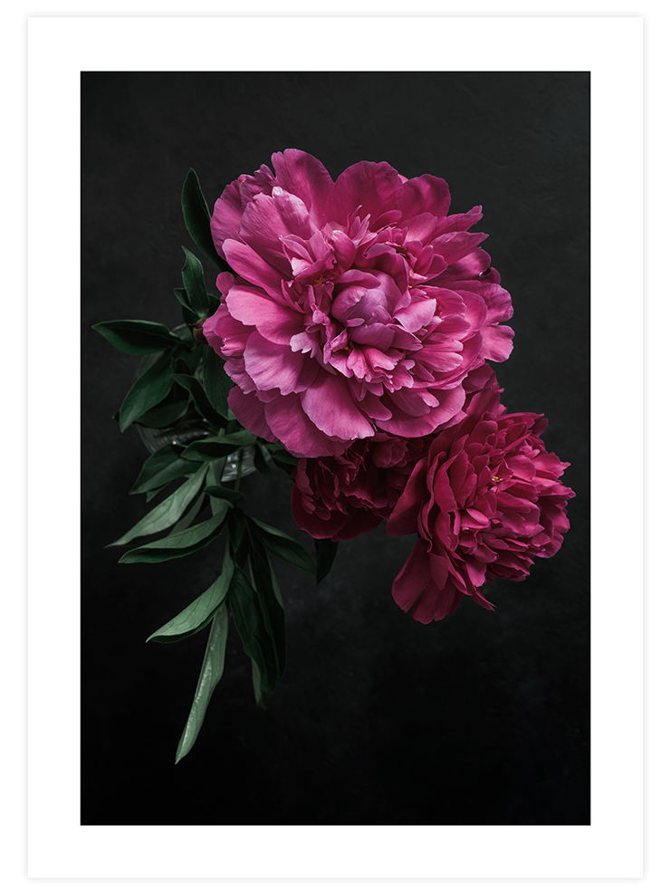 Peony Çiçeği - Art Print