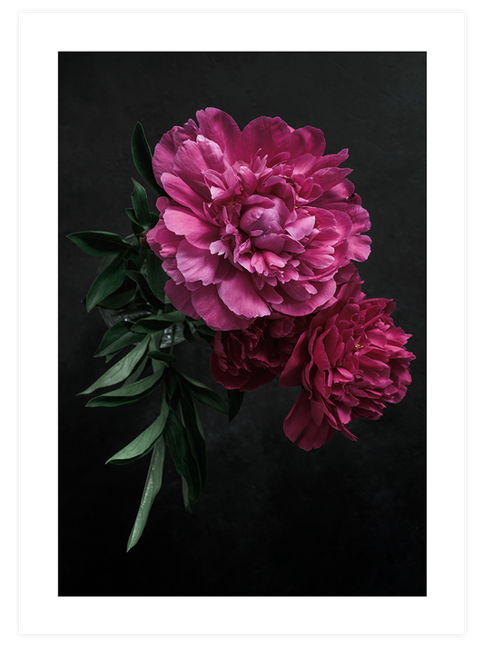Peony Çiçeği - Art Print