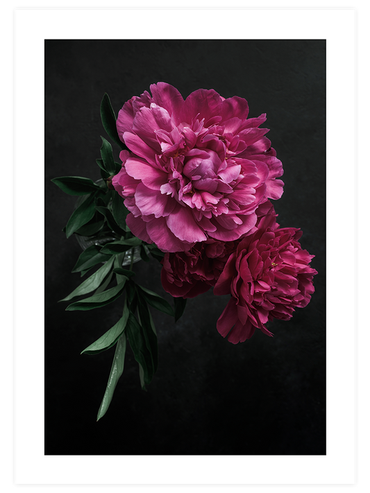 Peony Çiçeği Poster - Giclée Baskı
