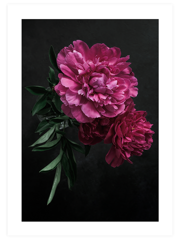 Peony Çiçeği - Art Print