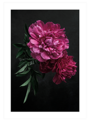 Peony Çiçeği - Fine Art Poster