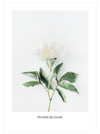 Pivoine Blanche - Art Print