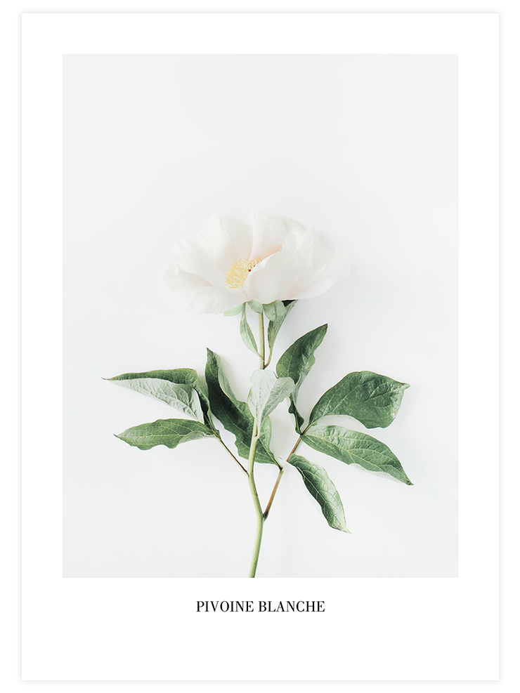 Pivoine Blanche - Art Print Fotoğraflar Poster