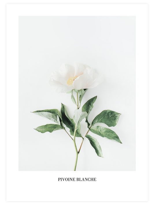 Pivoine Blanche - Art Print