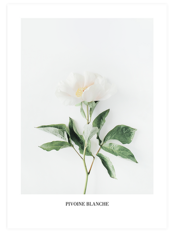 Pivoine Blanche - Art Print