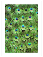 Plumage - Art Print