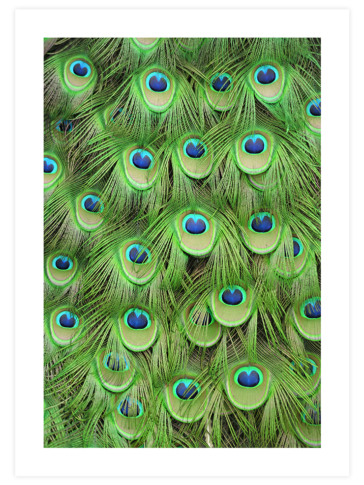 Plumage - Art Print