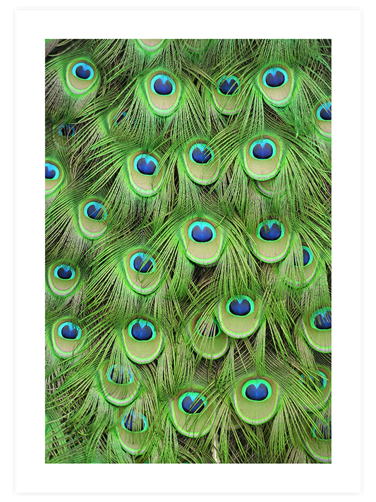 Plumage Poster - Giclée Baskı