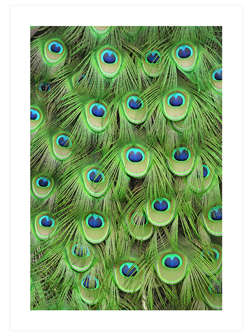 Plumage - Art Print