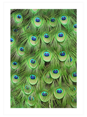 Plumage - Fine Art Poster
