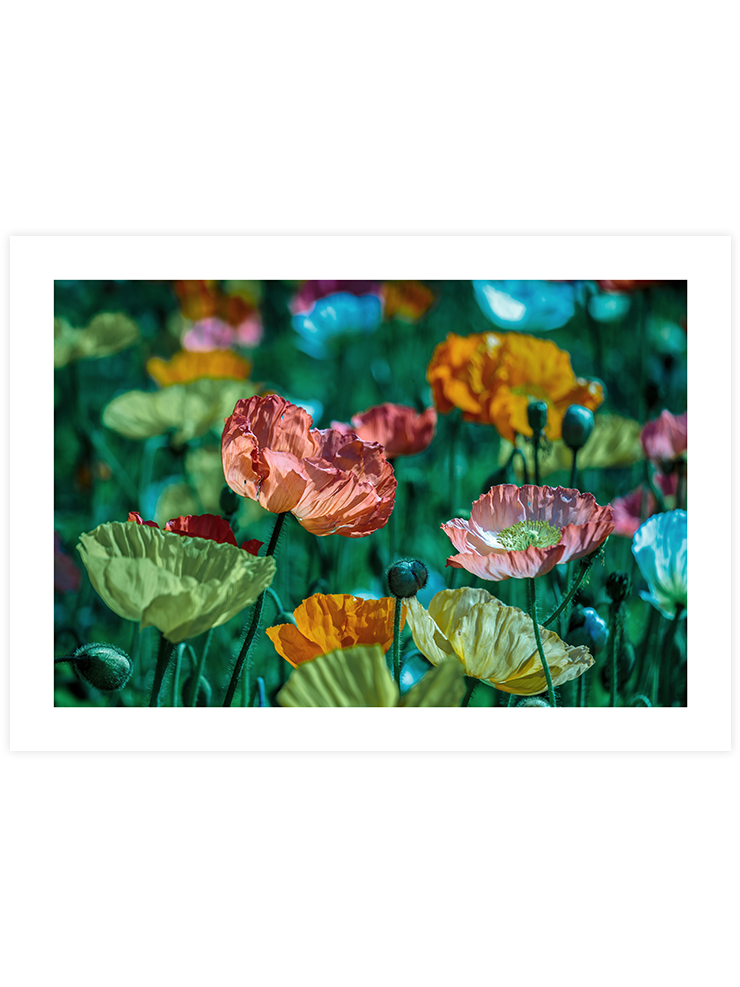 Rengarenk Çiçekler - Art Print