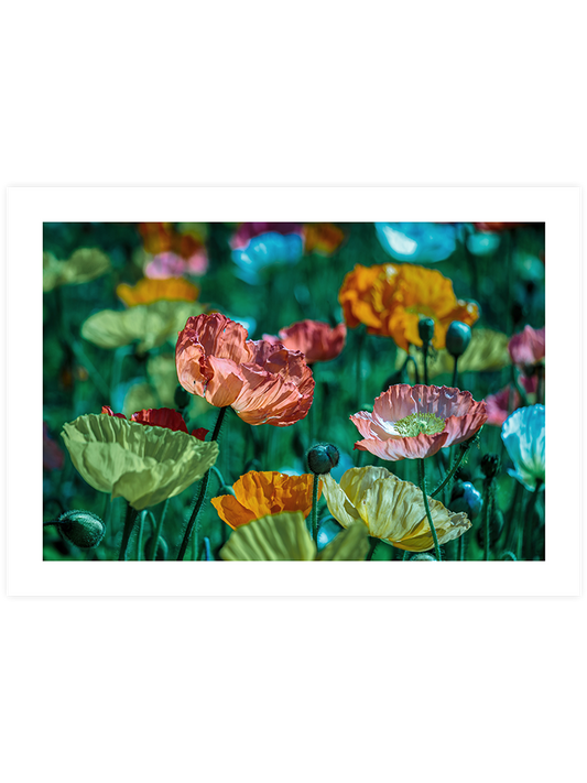 Rengarenk Çiçekler - Art Print